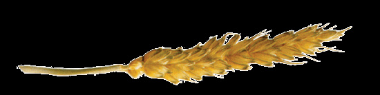 zitarice.png, 42 KB